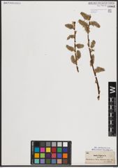 Foto von Salix caprea L.